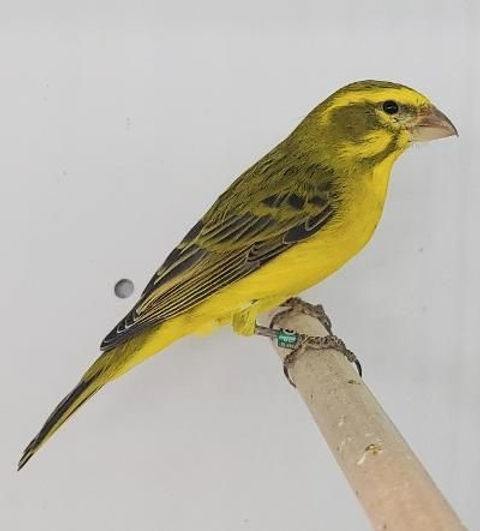African Yellow Canary
