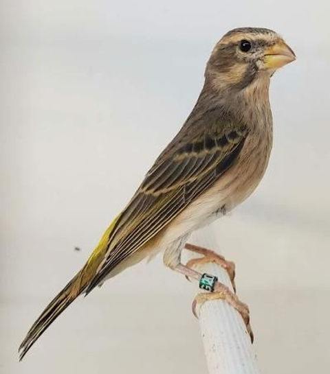 African Yellow Canary