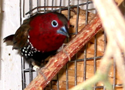 peter twinspot