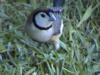 Owl-016gf-PR.jpg