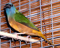 pin tailed