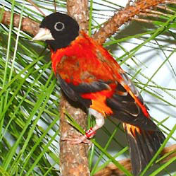 red siskin