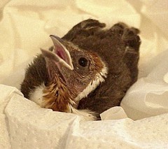baby cardinal