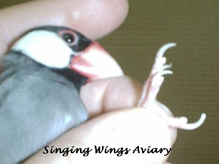 Clipping Bird Nails - NFSS | National Finch & Softbill Society (501(3)(C)