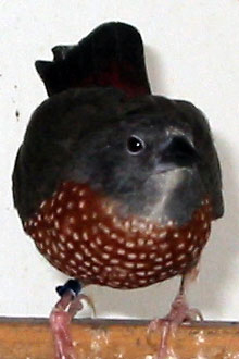 brown twinspot