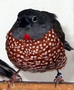 brown twinspot