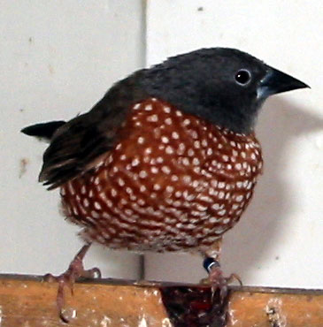 brown twinspot