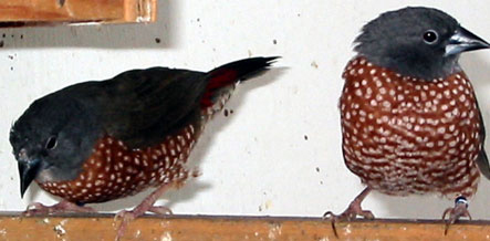 brown twinspot