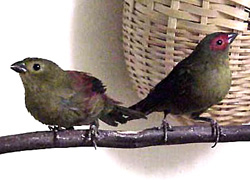 ref faced crimson wing