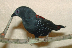 Dybowski’s Twinspot