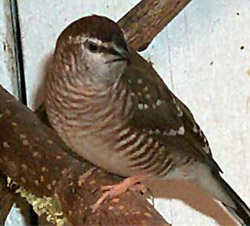 Cherry finch