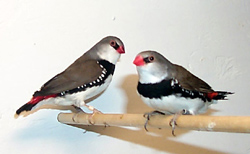 diamond firetail
