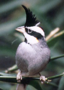 black crested finch