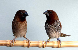 spice finch