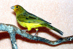 Saffron finch