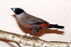 black cheek waxbill
