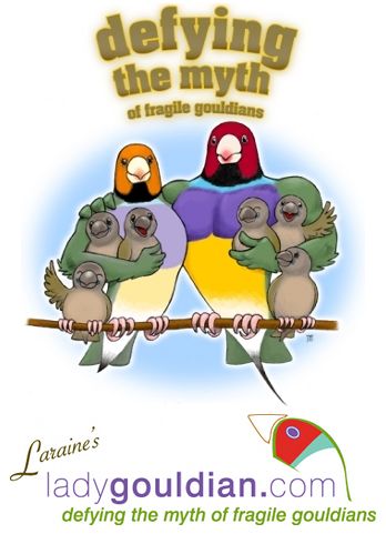 Lady Gouldian