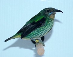 Yellow legged