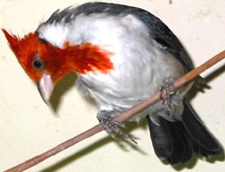 Red crested or brazilian cardinal